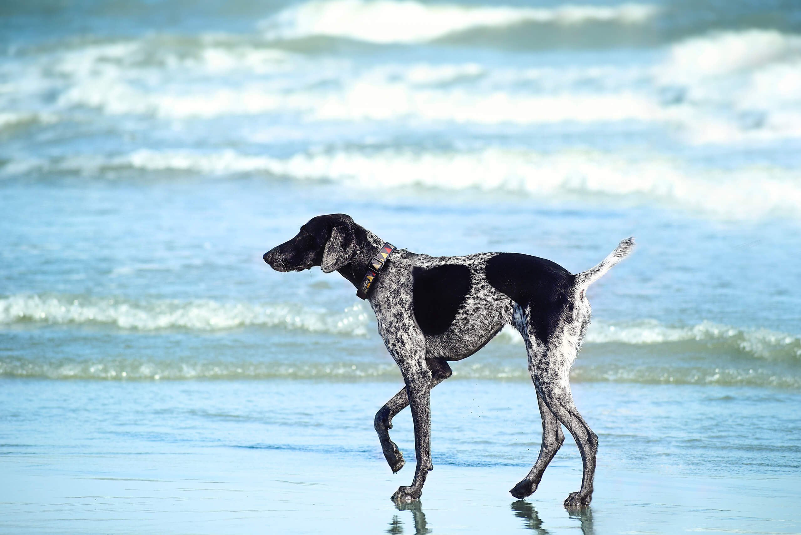 These Are Our Favourite Destinations for Travelling With Dogs